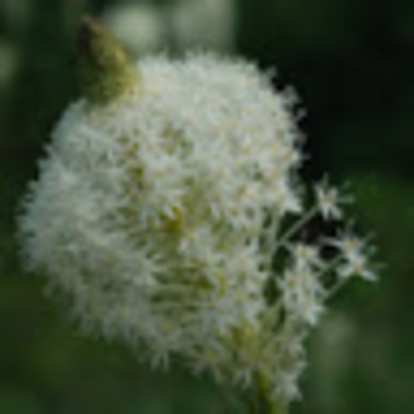 Meet your Posher, Hannah - Picture 1 of 1